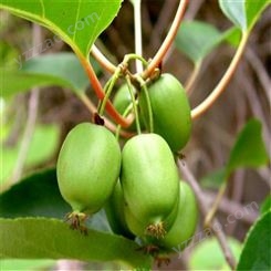 欢乐果园 常年出售软枣猕猴桃 软枣猕猴桃 种植基地