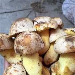 新鲜野牛肝菌 干货  白葱牛肝菌 特产鲜菌 煲汤蘑菇 1000g