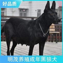 明茂养殖成年黑狼犬 公母皆有 品种黑狼犬 胸围42cm